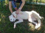 cucciola_maremmana2