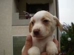 cuccioli_isernia1