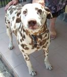 dalmata_pura