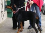 dobermann_ardea2