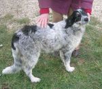 cucciolotti_fantasia1