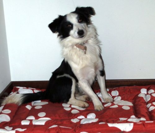 tipo_bordercollie