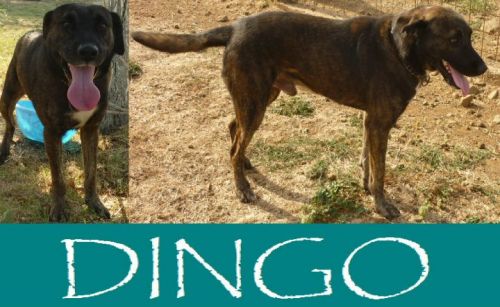 Dingo_3