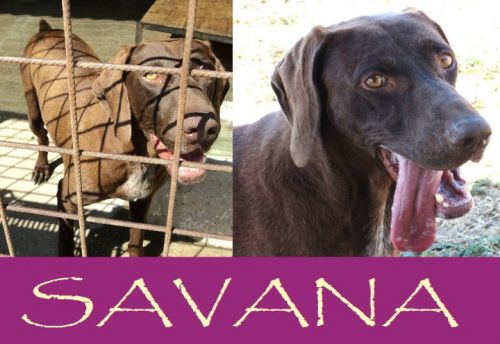 Savana