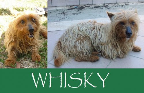 Whisky