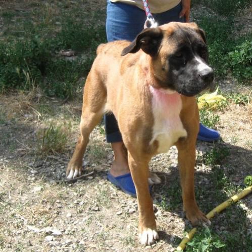 incrocio_bull_mastiff