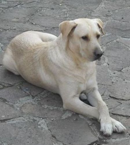 labrador_dogo