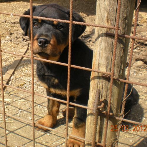 rottweiler_pet-village