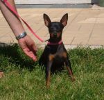 bea_pinscher