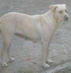 labrador_dogo1