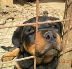 rottweiler_pt-village_2