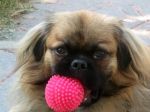 tibetan_spaniel