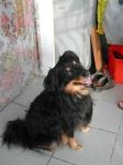 Toby3