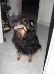 Toby4
