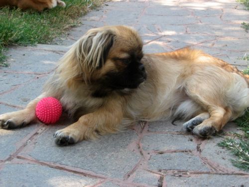 tibetan_spaniel1