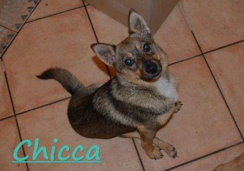 CHICCA