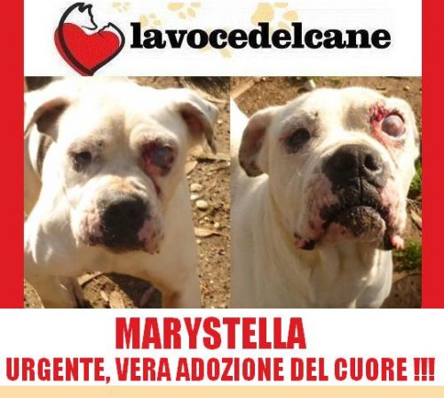 MARYSTELLA_APPELLO_copy_copy_copy