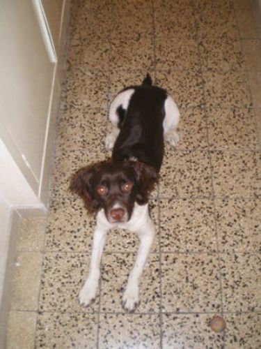 Springer_Spaniel