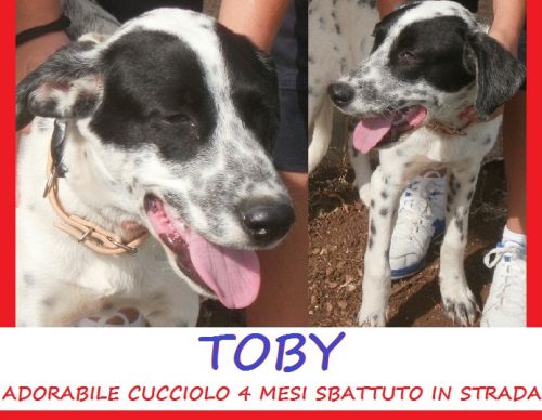 TOBY_CUCCIOLO