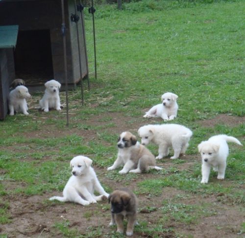 cuccioli-manziana