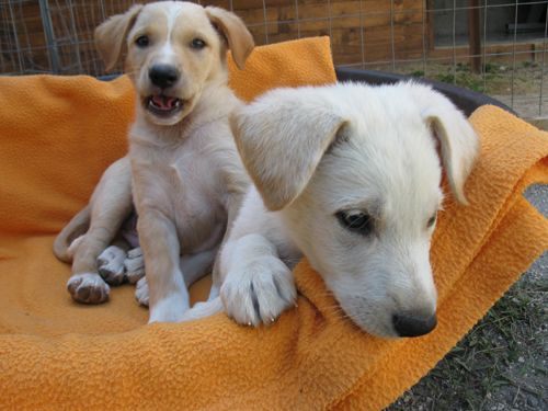 cuccioli_labrador