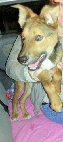 cucciolo_Bitonto