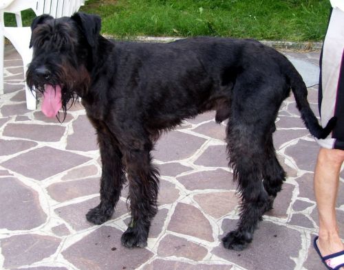 schnauzer_gigante