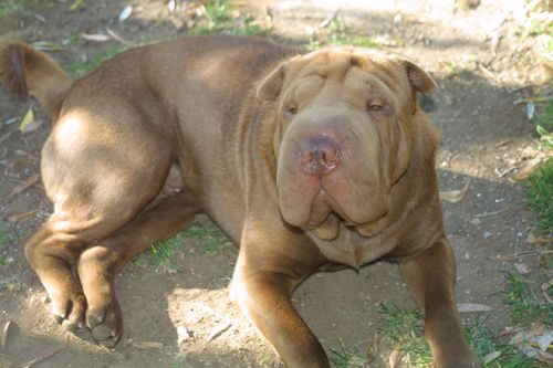 smarrito_sharpei