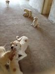 6cuccioli1_copy