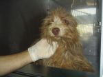 MOLLICA_cani_sterilizzati_8_giugno_2012_006