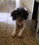 Springer_Spaniel1