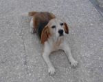 beagle_rieti3