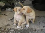 cuccioli_labrador2