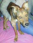 cucciolo_Bitonto1