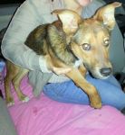 cucciolo_Bitonto2