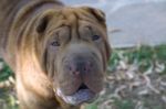 smarrito_sharpei1