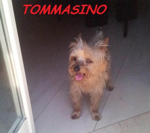 tommasino