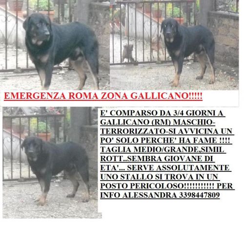 trovato_gallicano