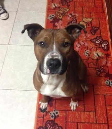 0sharon_pit2