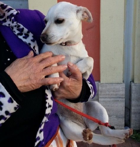 CAGNOLINA