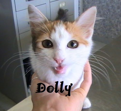 DOLLY_1