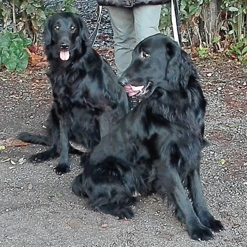 FLATCoatedRetriever