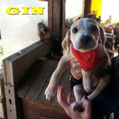 GIN_1