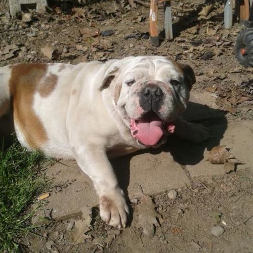 NORMA_bulldog