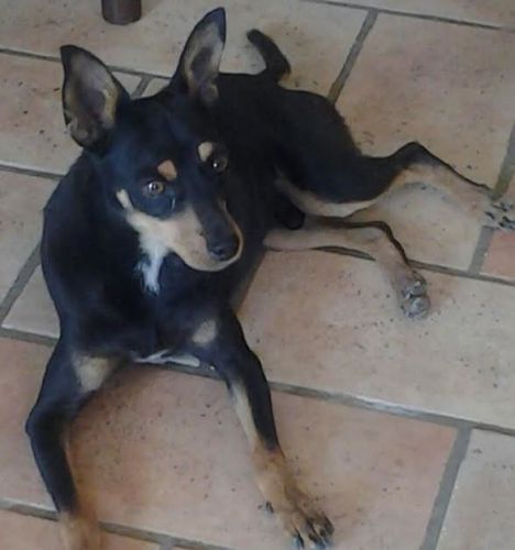 Oliver_pinscher