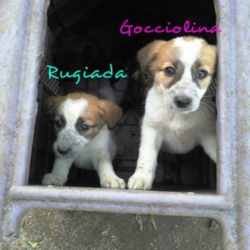 RUGIADA-GOCCIA_1