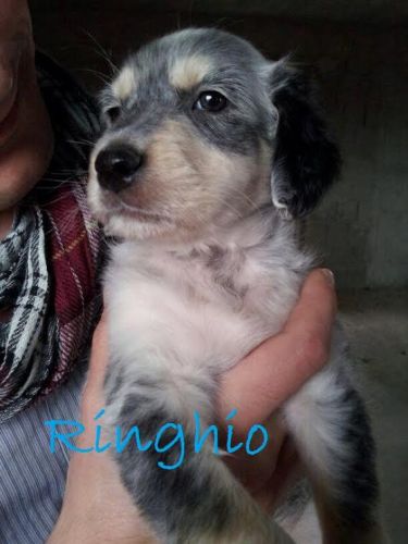 Ringhio