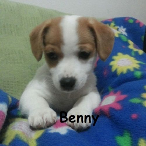 benny_1