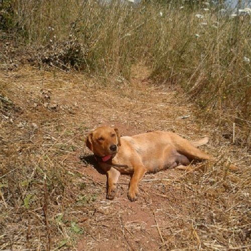 cagnolina2