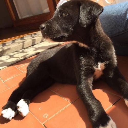 cucciola_duemesi